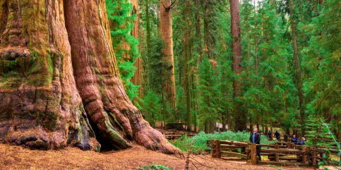 Sequoia National Park, California