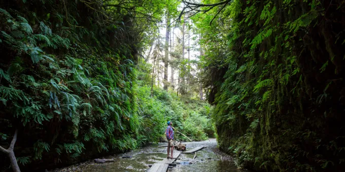 Fern Canyon