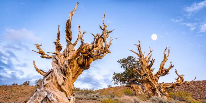 Bristlecone Pines