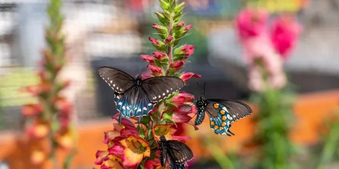 Butterfly Farms