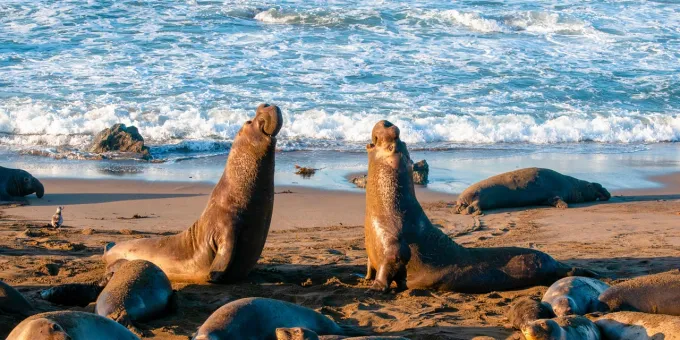 2023 California Visitor's Guide, Free Things, Piedras Blancas