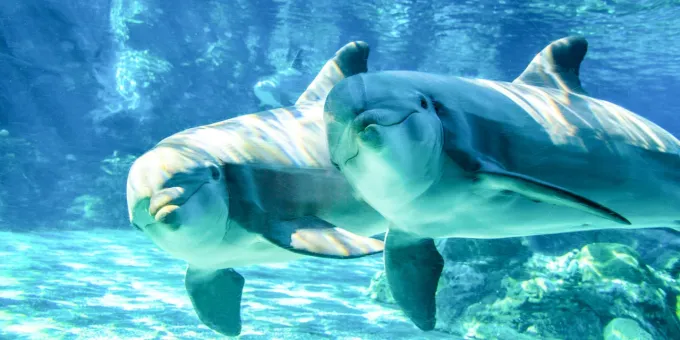San Diego Family-Friendly Vacation Ideas, SeaWorld
