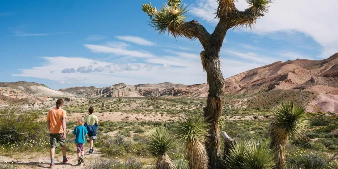 California Family Outdoor Adventures, Joshua Tree