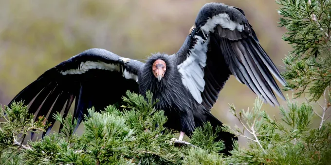 Visit Native California, Condor