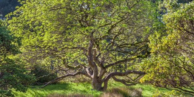 A Visitor's Guide to the San Francisco Botanical Garden in California