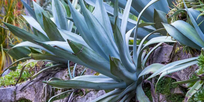 A Visitor's Guide to the San Francisco Botanical Garden in California