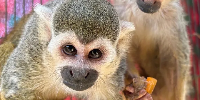 Animal Sanctuaries in California