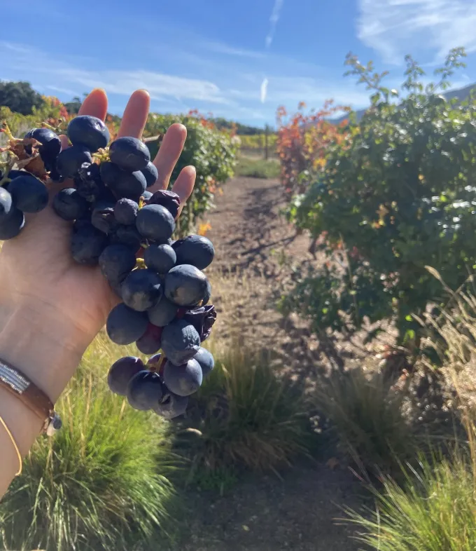 A person's hand. They're in a vineyard and holding grapes.