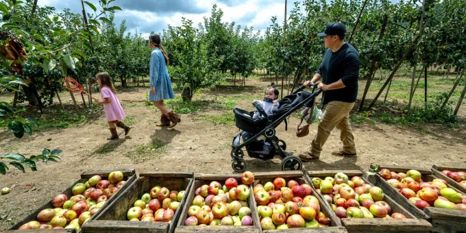 Apple Picking in California