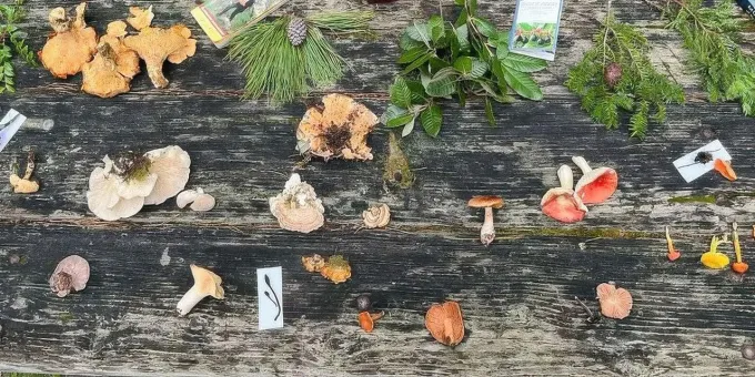 Foraged mushrooms from Fork in the Path, California