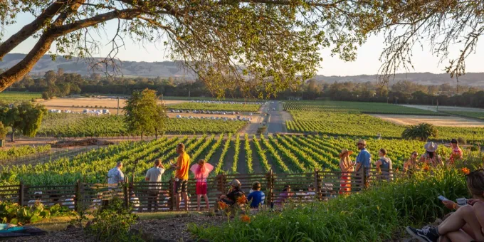 Vineyards at Gundlach Bundschu winery in Sonoma, California