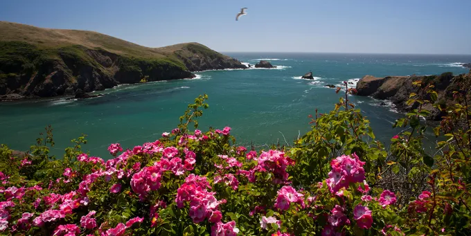 Mendocino Coast Botanical Gardens