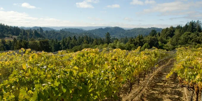 Burrell School Vineyards