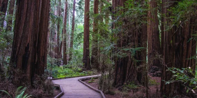 Muir Woods