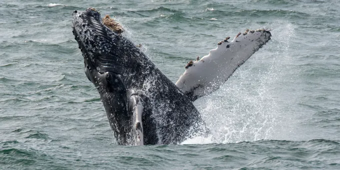 Whale watching in California