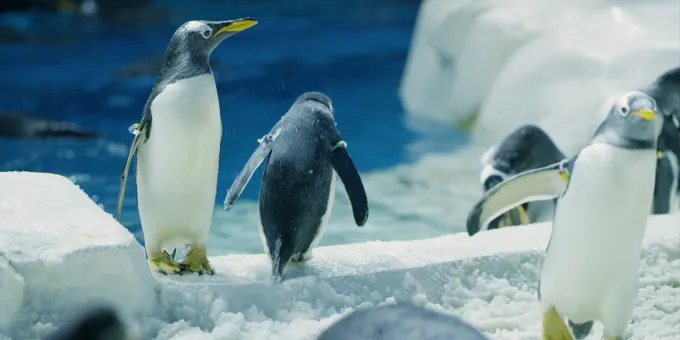 SeaWorld Penguins