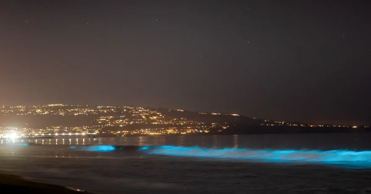 Here’s How to Experience Bioluminescence in California Visit California