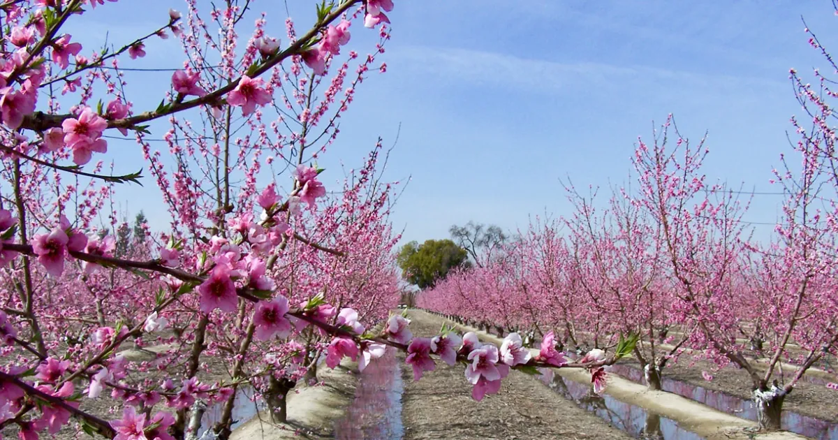 Visalia Blossom Trail