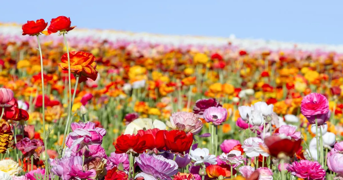 RSM Flowers Flowerfield