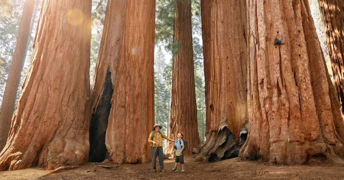 VC_Ways-to-Play_SEQUOIA_14283_1280x640.jpg.webp?itok=ZNAsA4yY