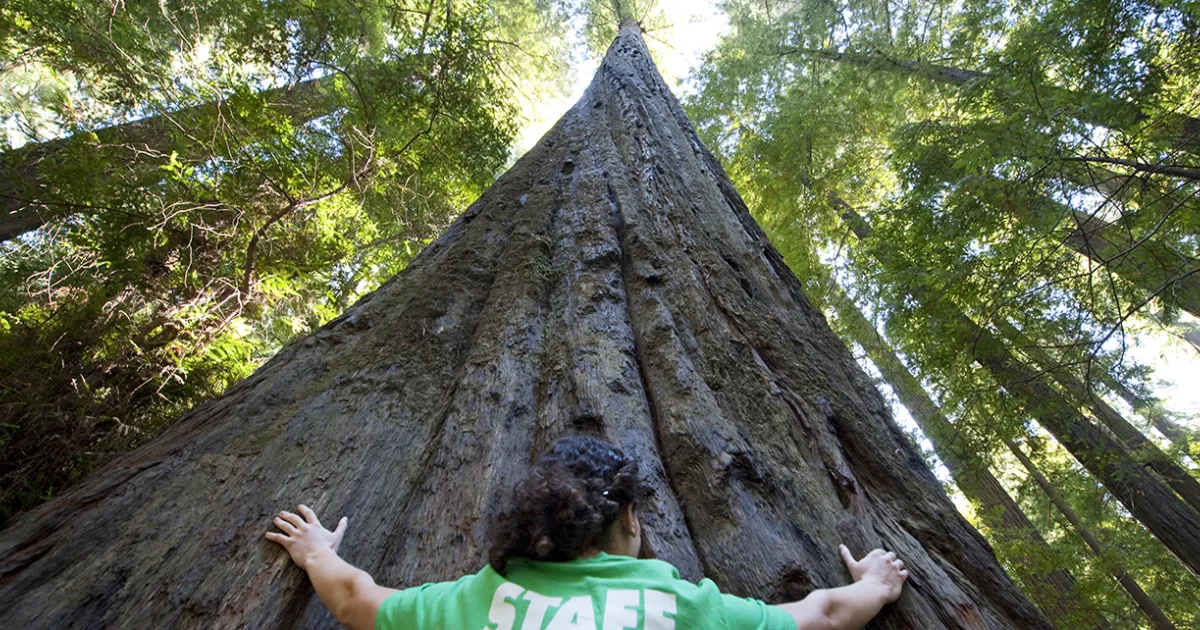 Big Trees Yosemite National Park Redwood & Sequoia T-Shirt