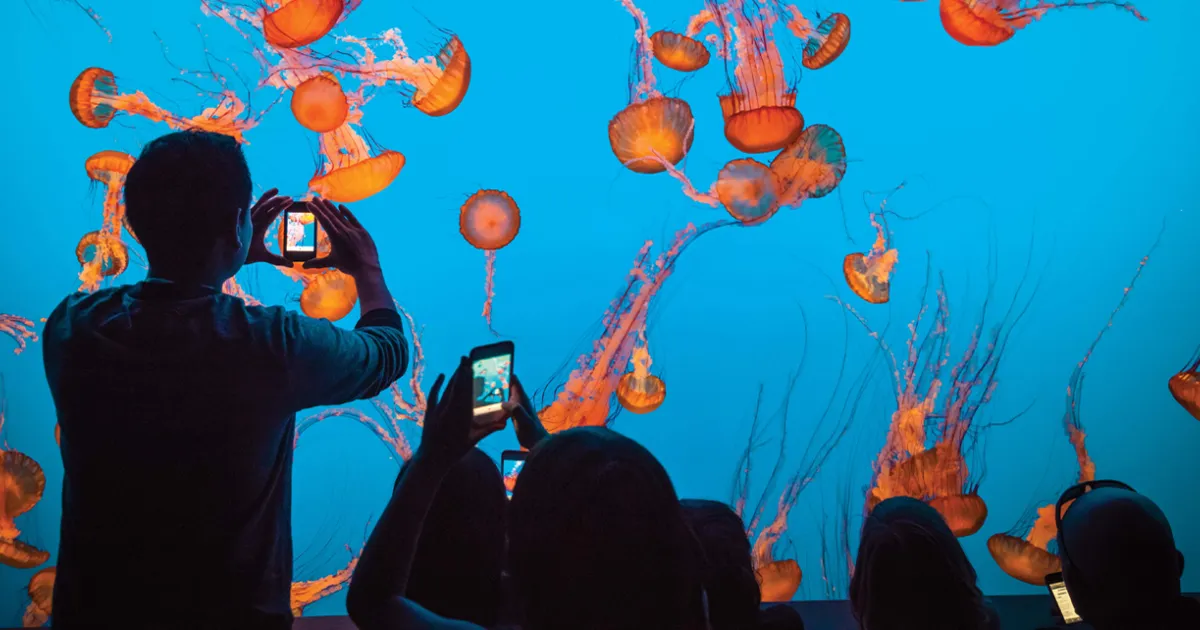 モントレーベイ水族館 | Visit California