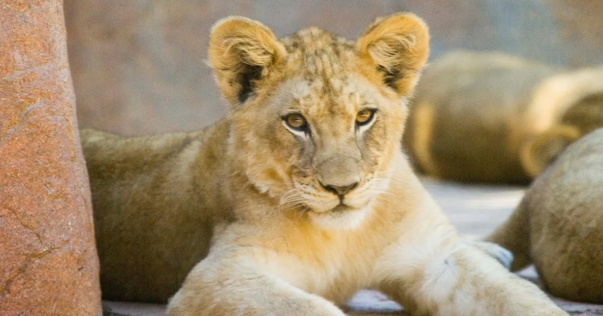 サンディエゴ動物園サファリパークの楽しみ方： Visit California