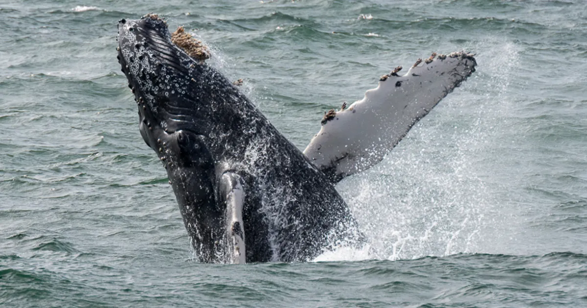 オレンジカウンティのホエールウォッチング | Visit California