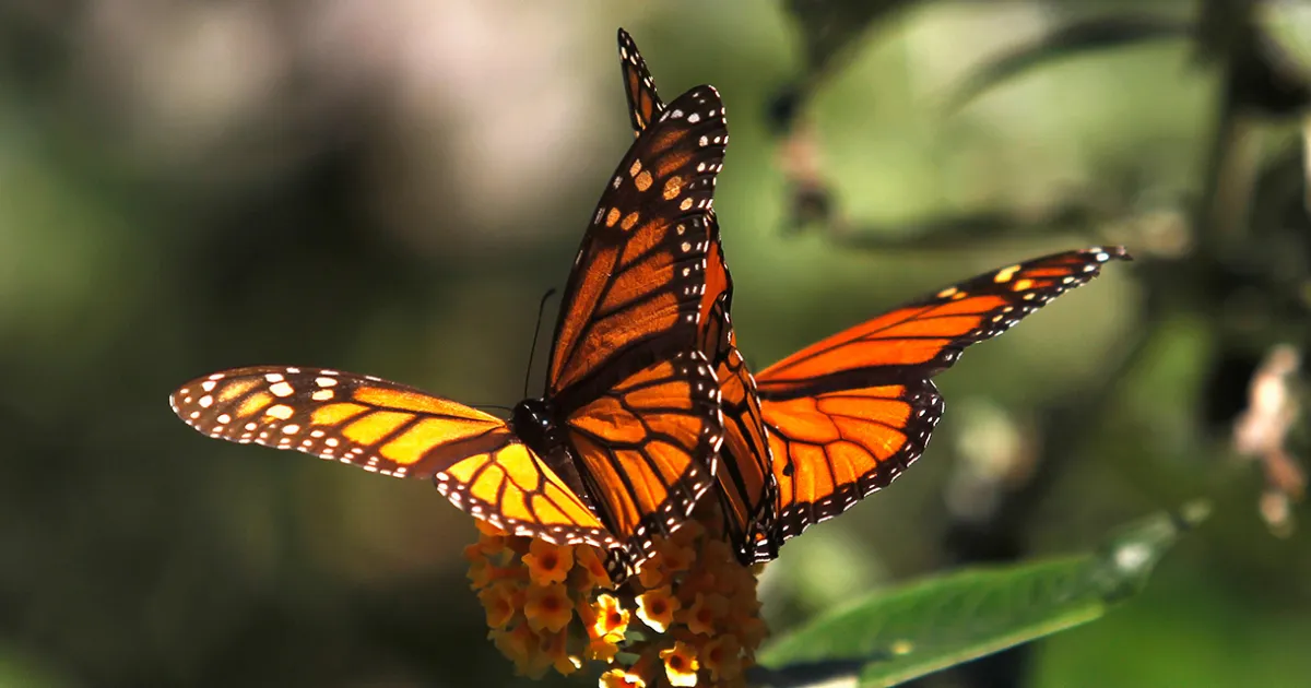 See the stunning clusters of monarch butterflies in Pacific Grove