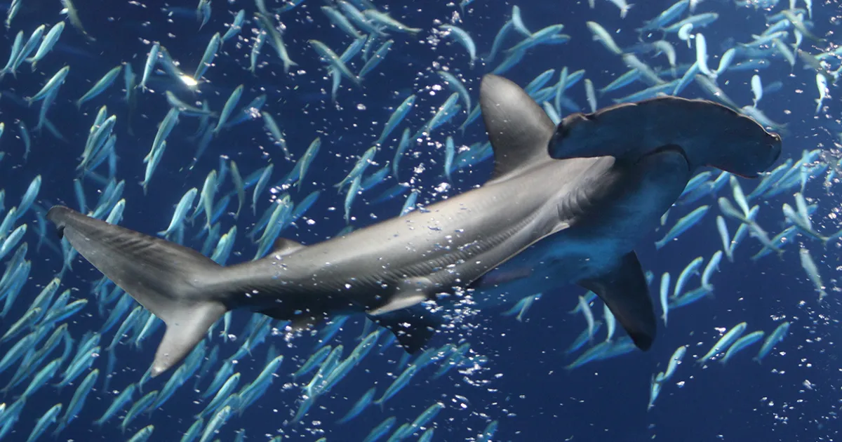 MONTEREY BAY AQUARIUM COLLECTION モントレーベイ水族館 海の生き物 