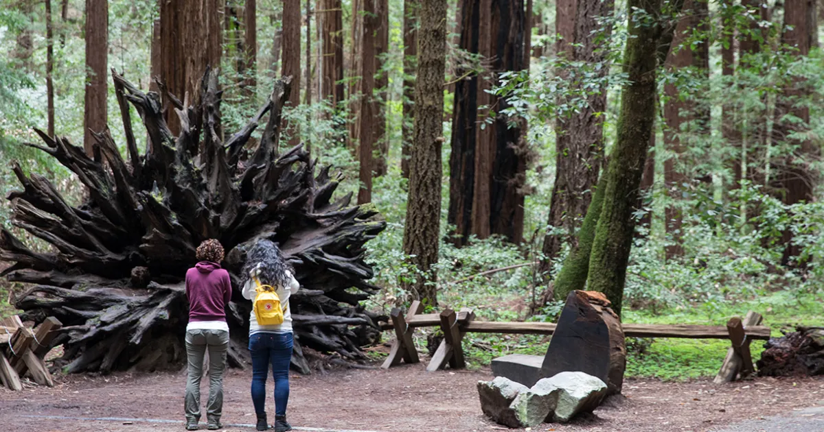 Armstrong Redwoods State Natural Reserve