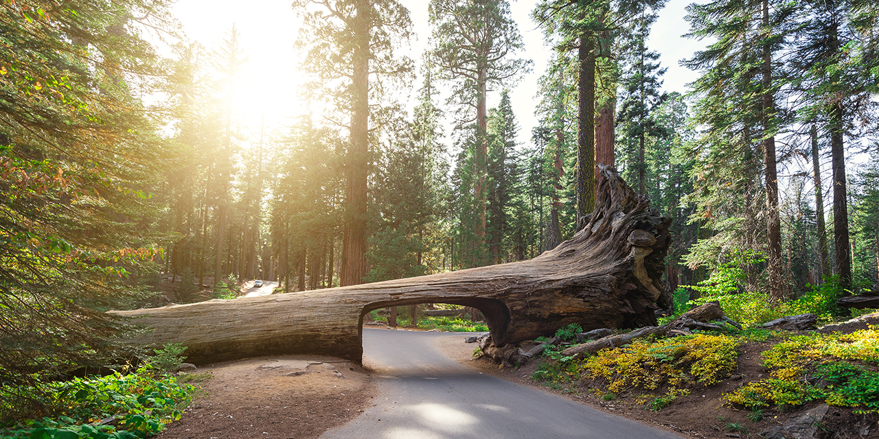 Sequoia National Park Map