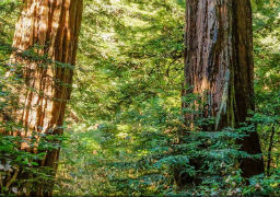 Muir Woods