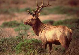 More About Tule Elk