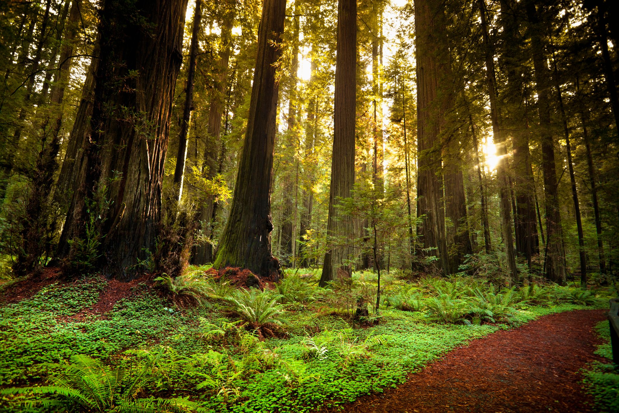 Humboldt Redwoods State Park