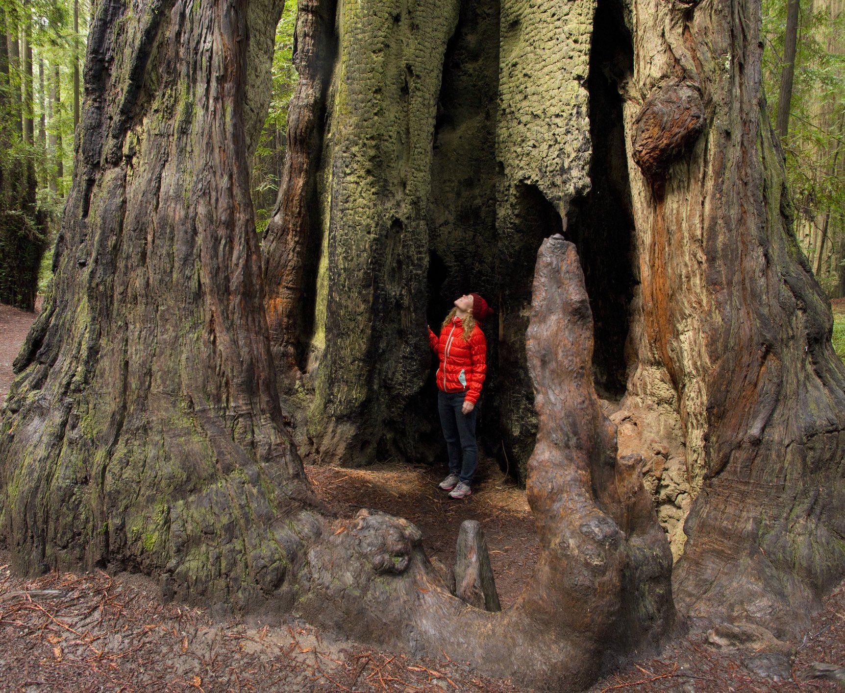 Parques Nacional y Estatal de Redwood